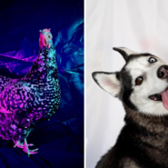 The RSPCA Young Photographer shortlist is out