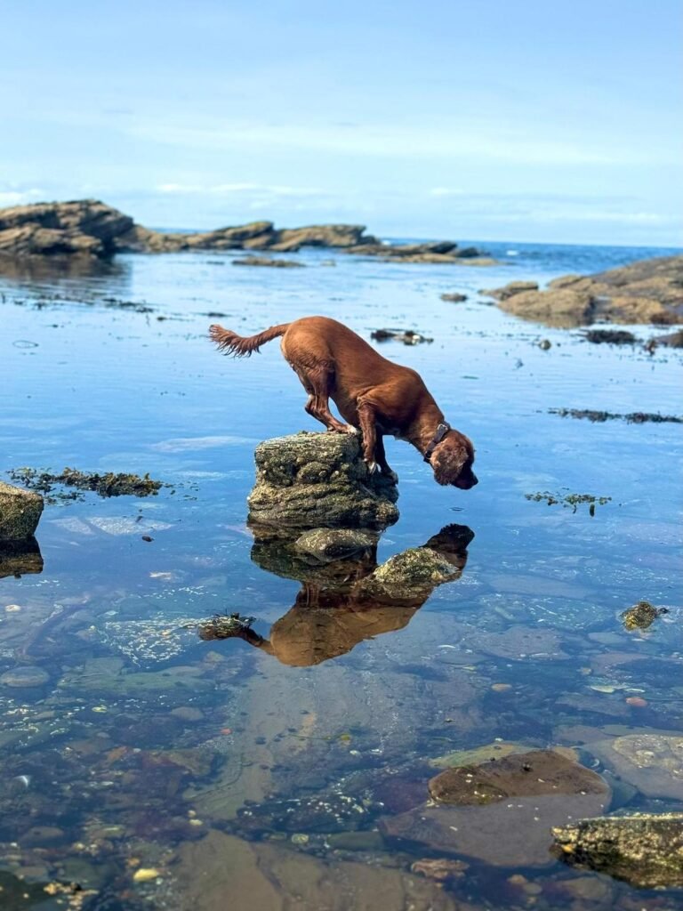 The RSPCA Young Photographer shortlist is out