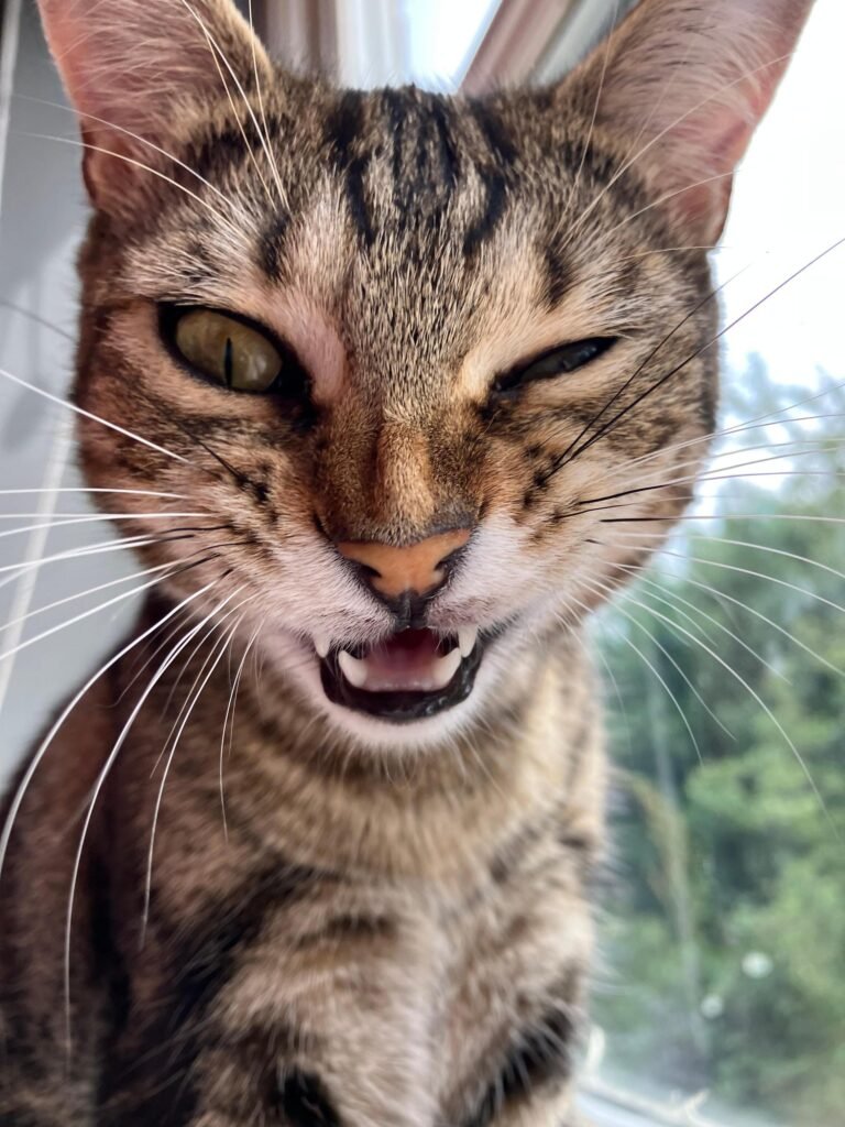 The RSPCA Young Photographer shortlist is out