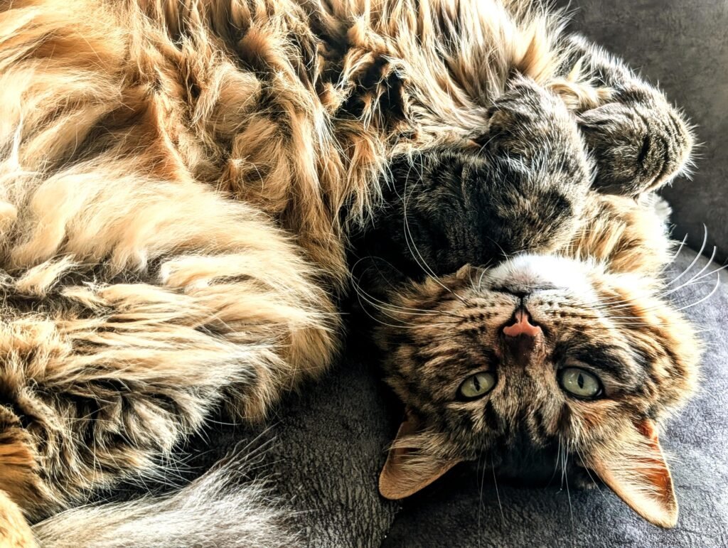 The RSPCA Young Photographer shortlist is out