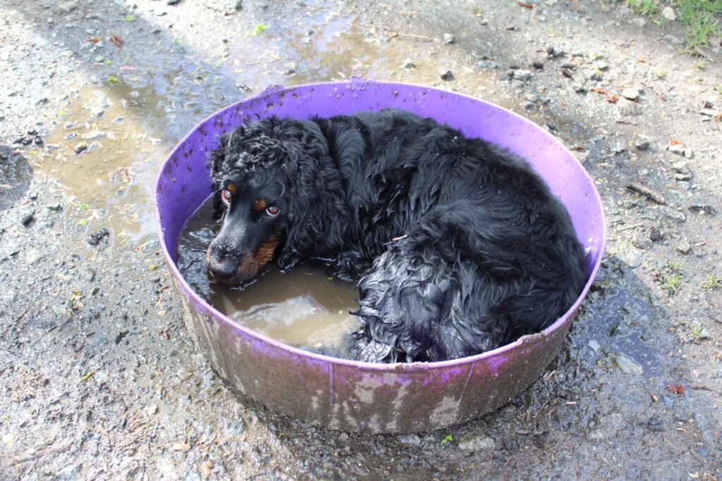 The RSPCA Young Photographer shortlist is out