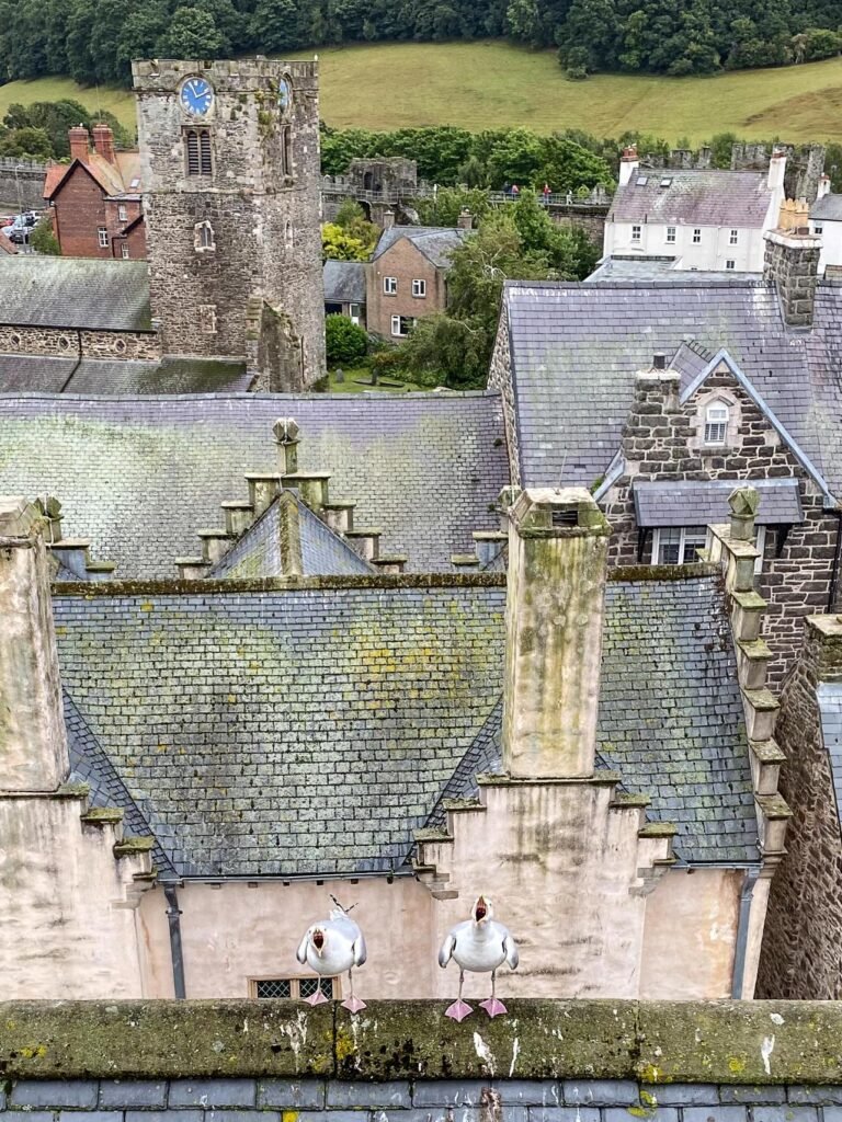 The RSPCA Young Photographer shortlist is out