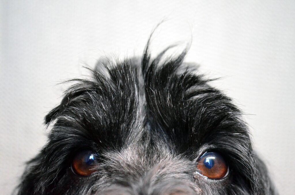 The RSPCA Young Photographer shortlist is out