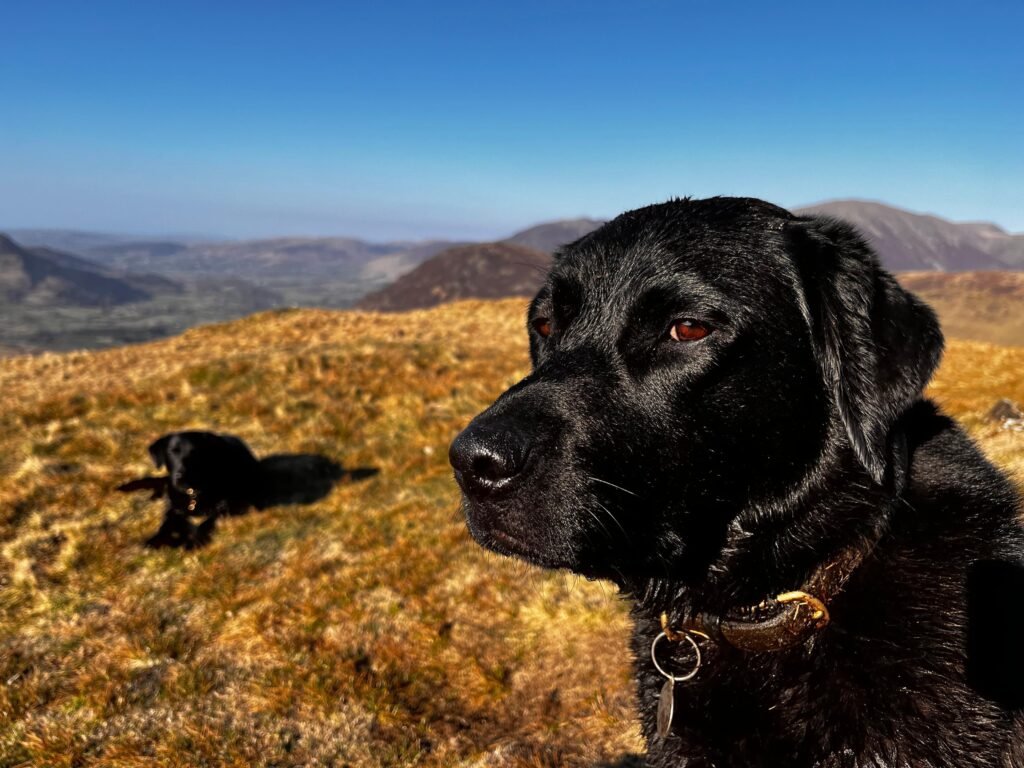 The RSPCA Young Photographer shortlist is out
