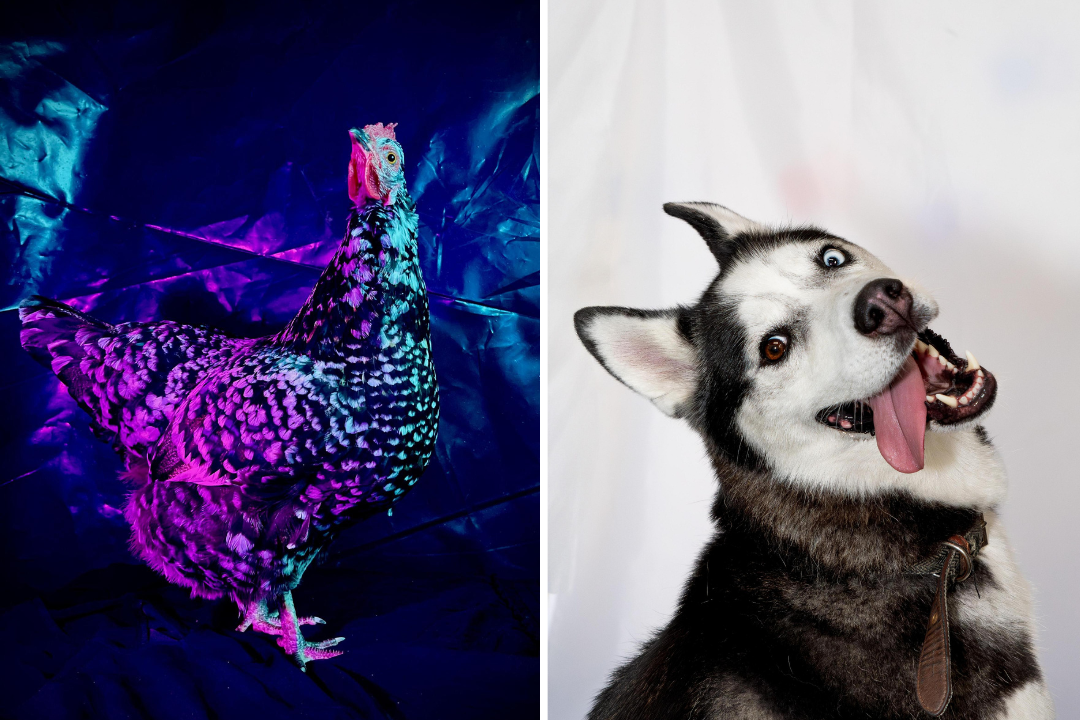 The RSPCA Young Photographer shortlist is out