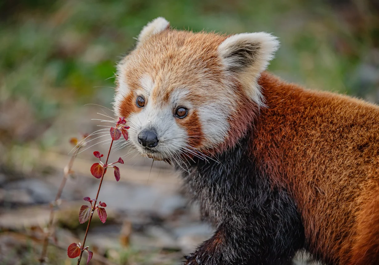 Two-year-old Akashi has been paired with male red panda Koda at Chester Zoo as part of a breeding programme