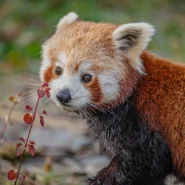Two-year-old Akashi has been paired with male red panda Koda at Chester Zoo as part of a breeding programme
