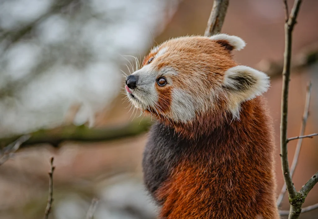 Two-year-old Akashi has been paired with male red panda Koda at Chester Zoo as part of a breeding programme