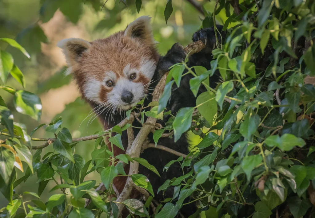 Two-year-old Akashi has been paired with male red panda Koda at Chester Zoo as part of a breeding programme