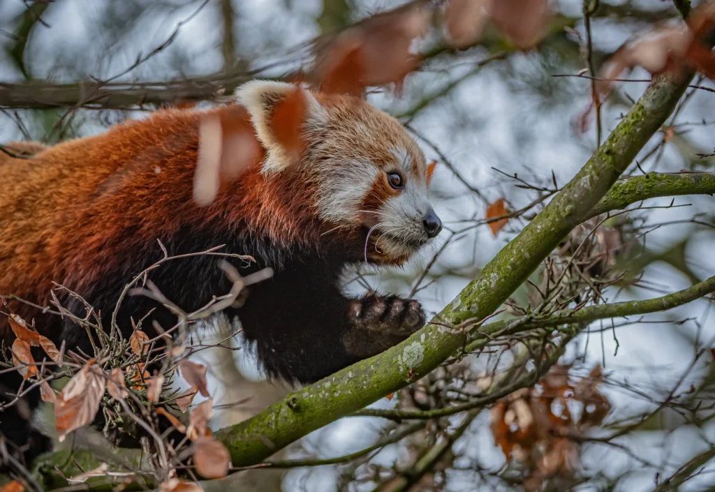 Two-year-old Akashi has been paired with male red panda Koda at Chester Zoo as part of a breeding programme