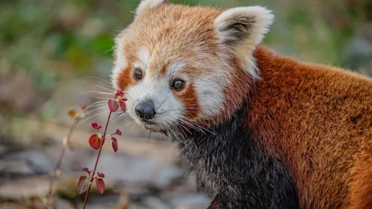 Two-year-old Akashi has been paired with male red panda Koda at Chester Zoo as part of a breeding programme