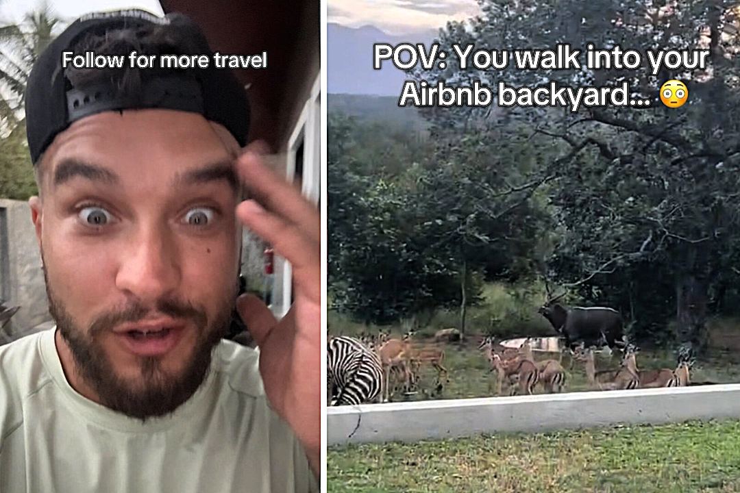 Alex Zarini had been in South Africa for one hour when a mob of exotic animals stampeded through his Airbnb garden