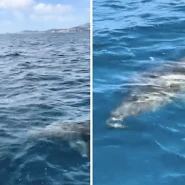 A shark believed to be from the same family as great whites was filmed gliding past boats during a race in Palma Bay
