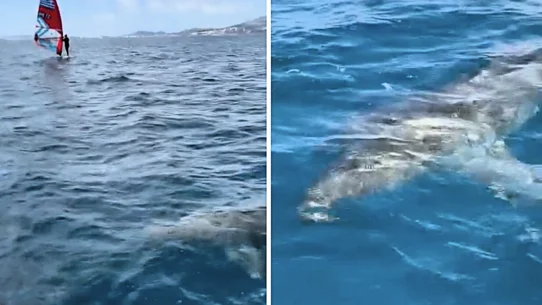 A shark believed to be from the same family as great whites was filmed gliding past boats during a race in Palma Bay