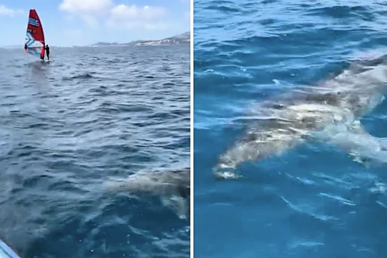 A shark believed to be from the same family as great whites was filmed gliding past boats during a race in Palma Bay