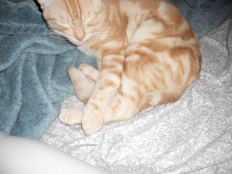 Vanessa Contreras Ruiz, 19, woke up bleeding after her cat Otis pushed off her face while she slept