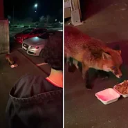 A group of lads on a stag party in Portsmouth were stunned when a fox casually joined them outside a takeaway