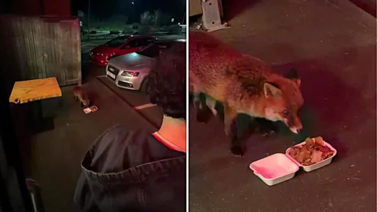 A group of lads on a stag party in Portsmouth were stunned when a fox casually joined them outside a takeaway