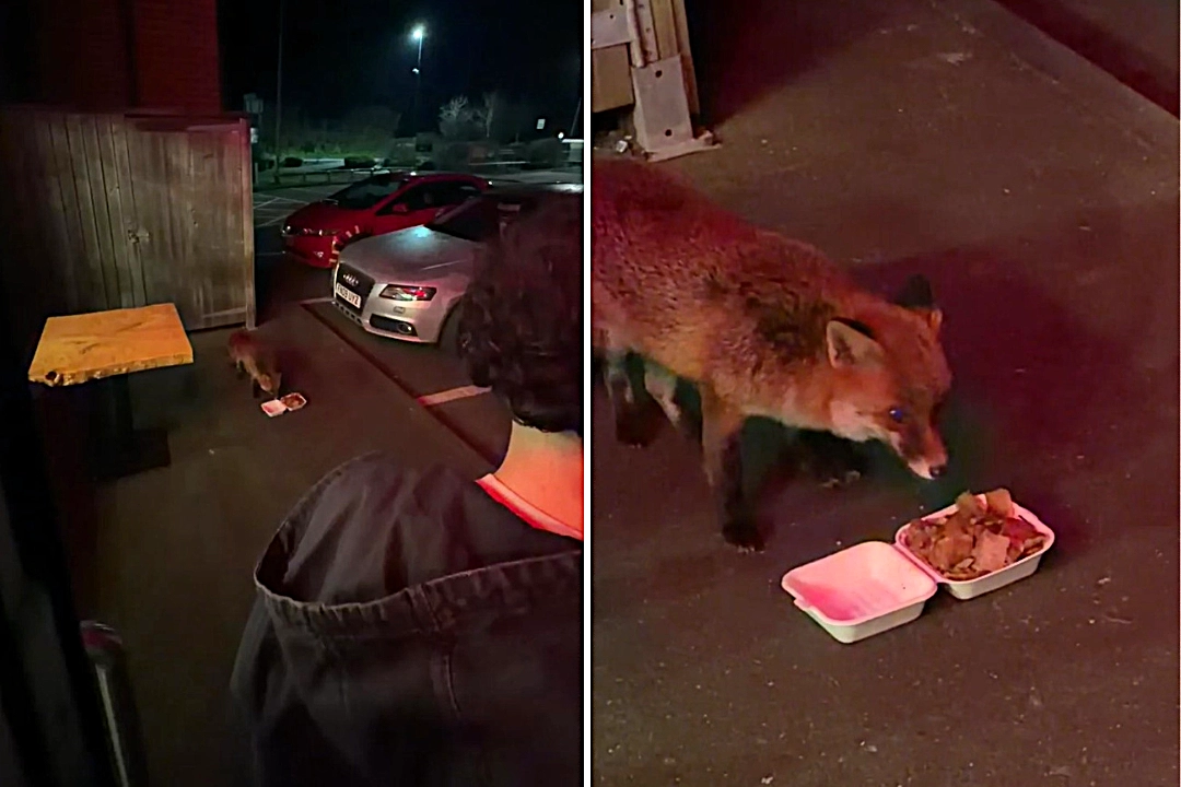 A group of lads on a stag party in Portsmouth were stunned when a fox casually joined them outside a takeaway