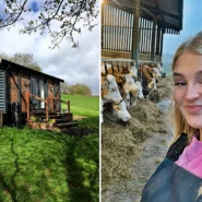 A shepherd's hut Airbnb in Derbyshire sits right next to the field where Clarkson's Farm star Harriet Cowan grazes her cattle