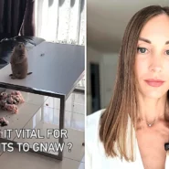 A woman found her sofa shredded to pieces by her pet prairie dog