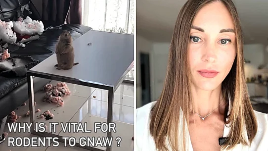 A woman found her sofa shredded to pieces by her pet prairie dog