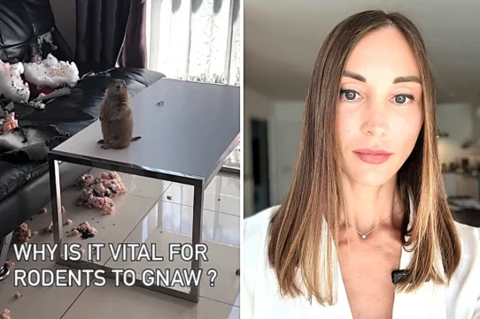A woman found her sofa shredded to pieces by her pet prairie dog