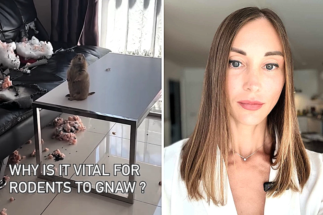 A woman found her sofa shredded to pieces by her pet prairie dog
