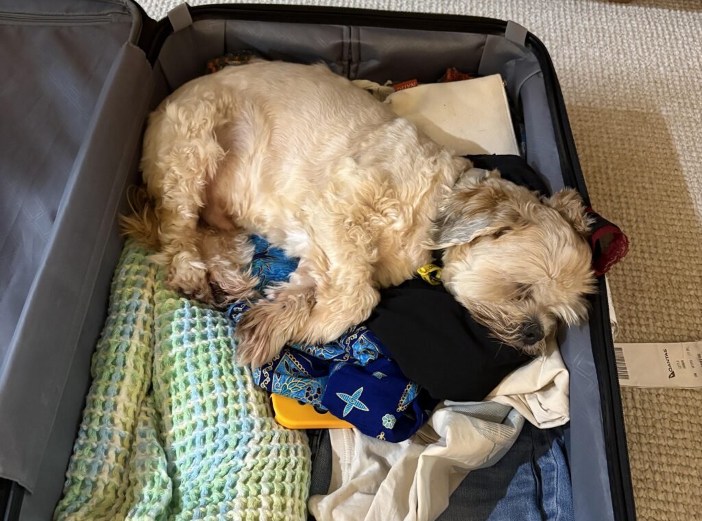 Tara Little, 25, ditched rent and bills by becoming a full-time housesitter