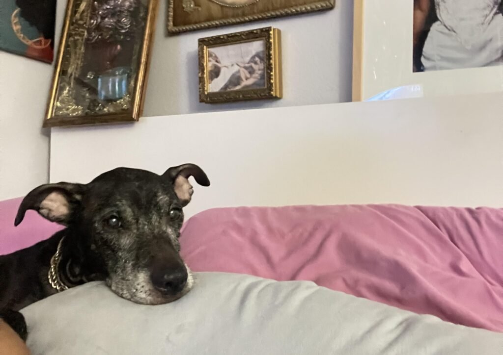 Content creator Karagan paid £2,600 to freeze-dry her pet dog Baby after he died from a tumour