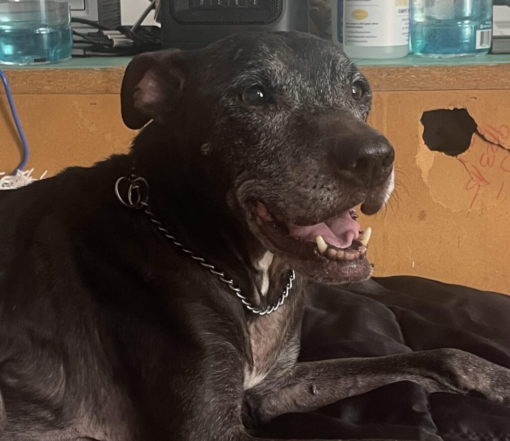 Content creator Karagan paid £2,600 to freeze-dry her pet dog Baby after he died from a tumour