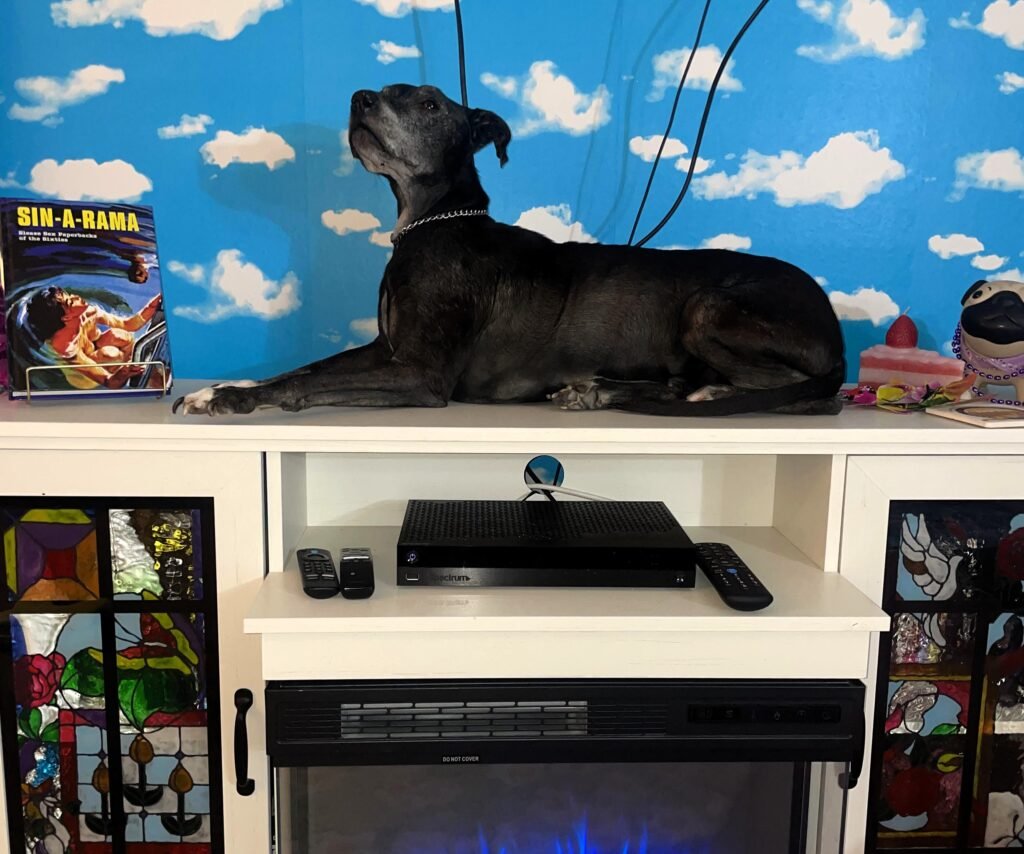 Content creator Karagan paid £2,600 to freeze-dry her pet dog Baby after he died from a tumour