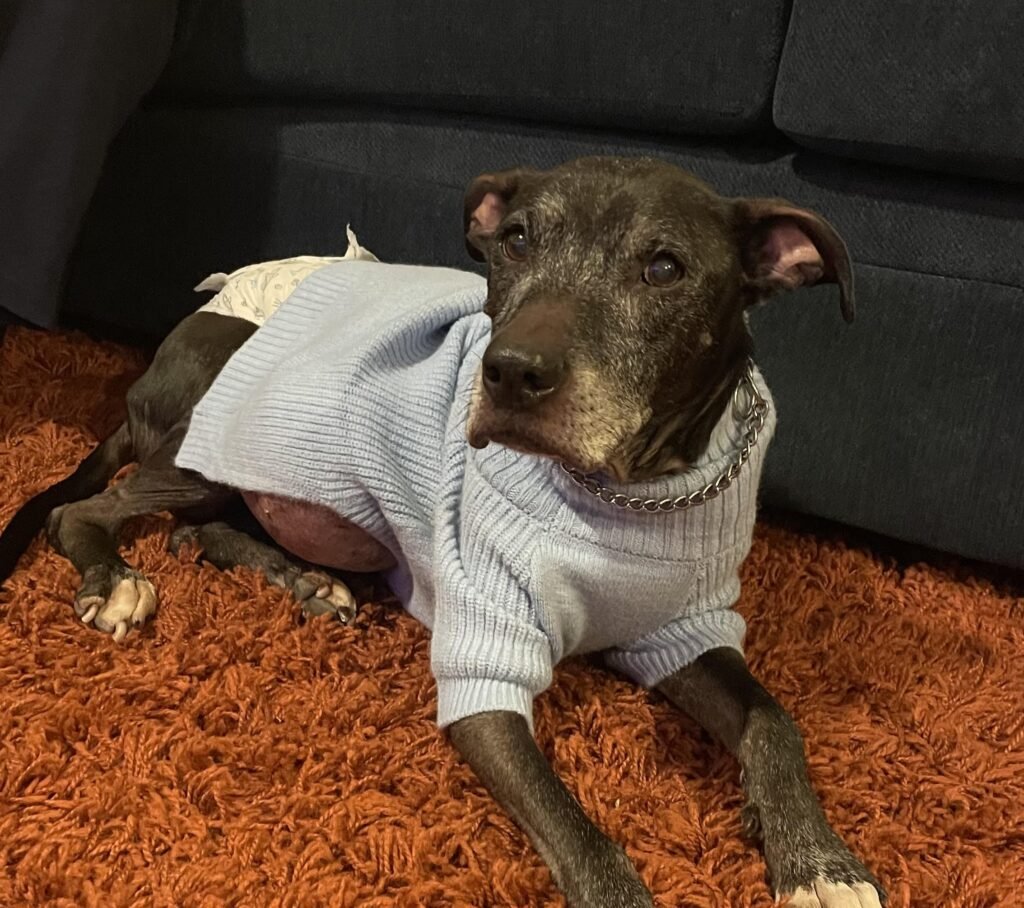 Content creator Karagan paid £2,600 to freeze-dry her pet dog Baby after he died from a tumour