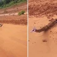 A car passenger in Brazil got the fright of her life when a boa constrictor lunged at her open window