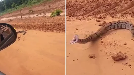 A car passenger in Brazil got the fright of her life when a boa constrictor lunged at her open window