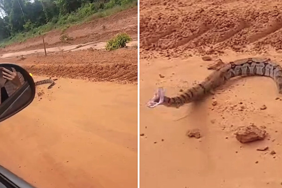 A car passenger in Brazil got the fright of her life when a boa constrictor lunged at her open window