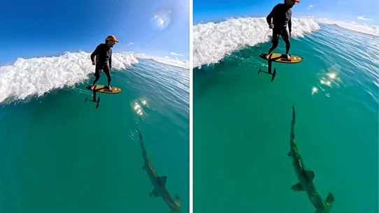 Surfer Matt Reynolds filmed a huge hammerhead shark lurking directly beneath him