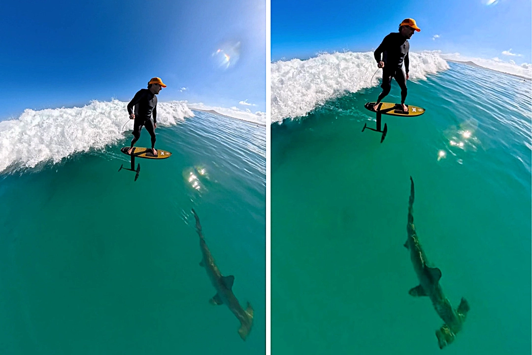 Surfer Matt Reynolds filmed a huge hammerhead shark lurking directly beneath him