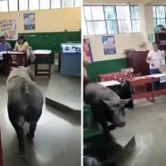 A giant pig wandered into a Peruvian polling station during the general election