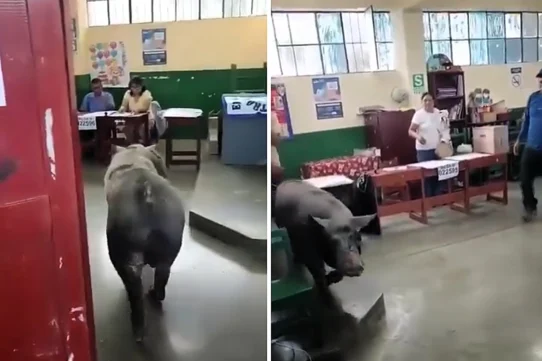 A giant pig wandered into a Peruvian polling station during the general election