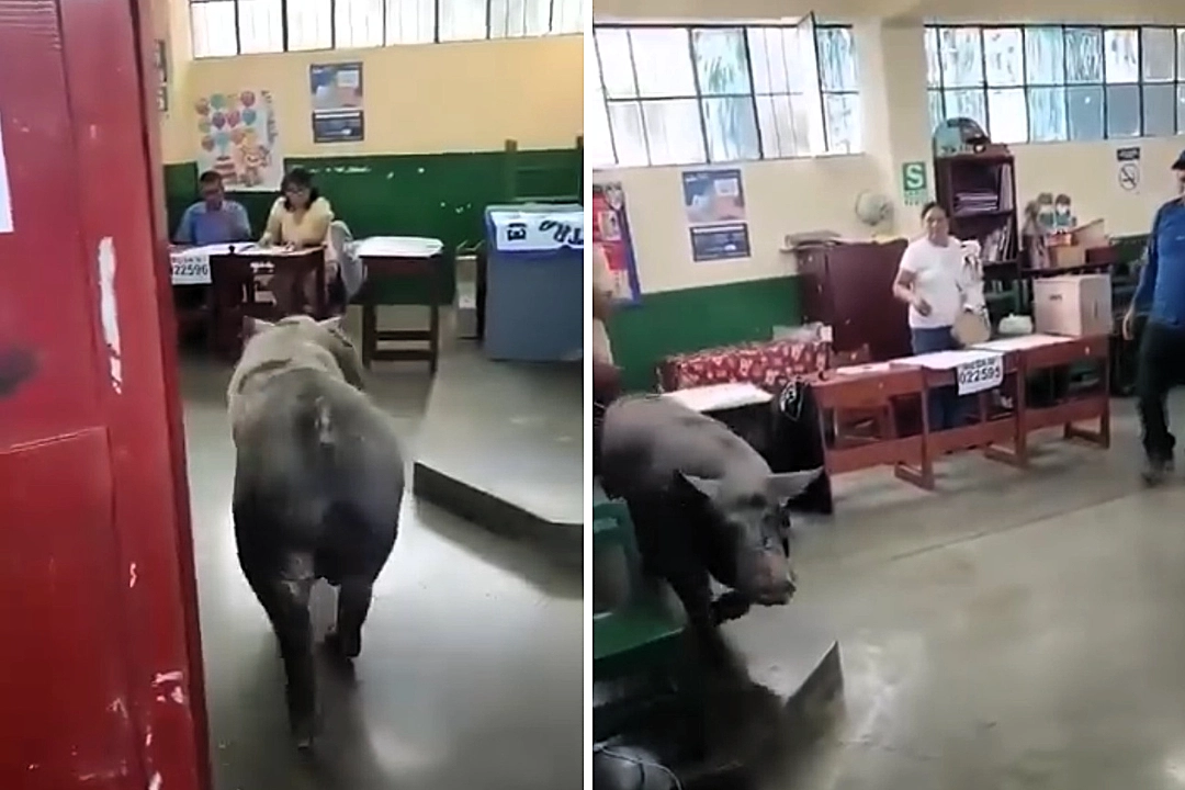 A giant pig wandered into a Peruvian polling station during the general election