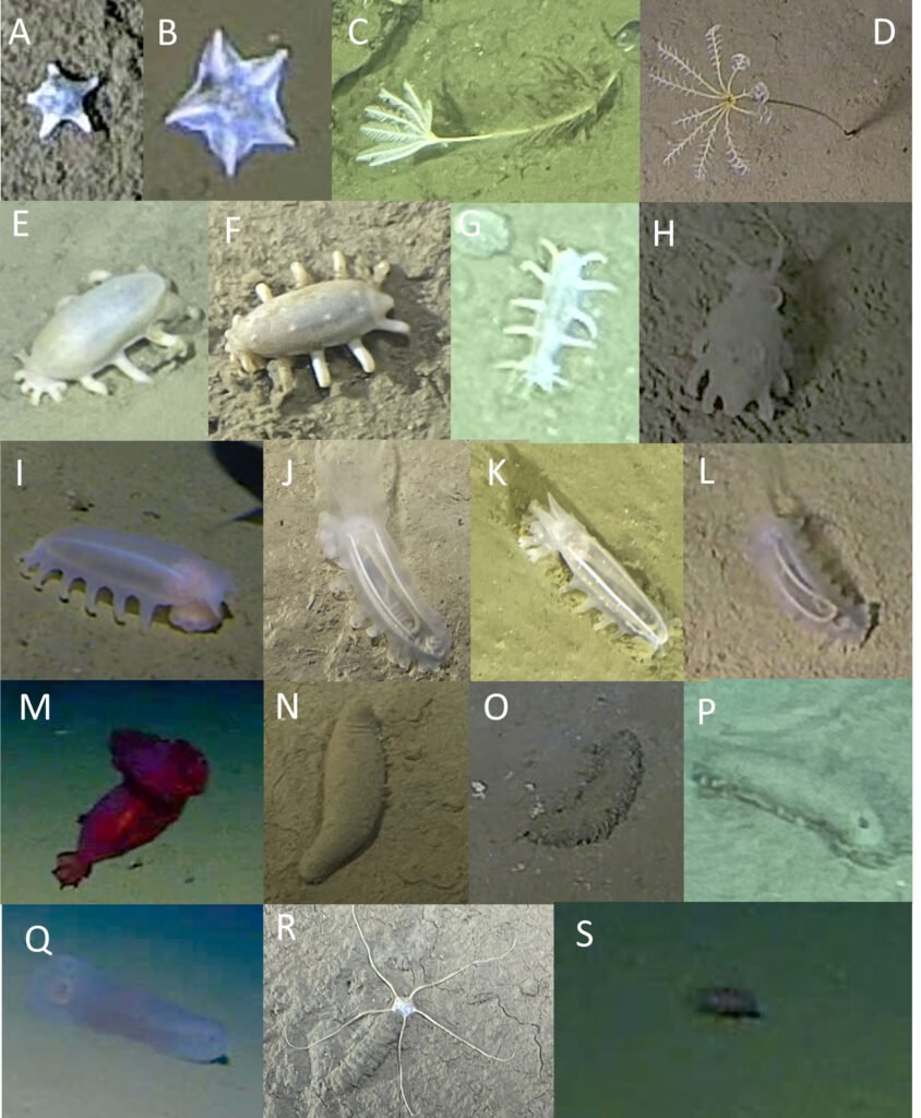 A ghostly white organism filmed at 29,977ft in the Ryukyu Trench can't be classified into any known animal group