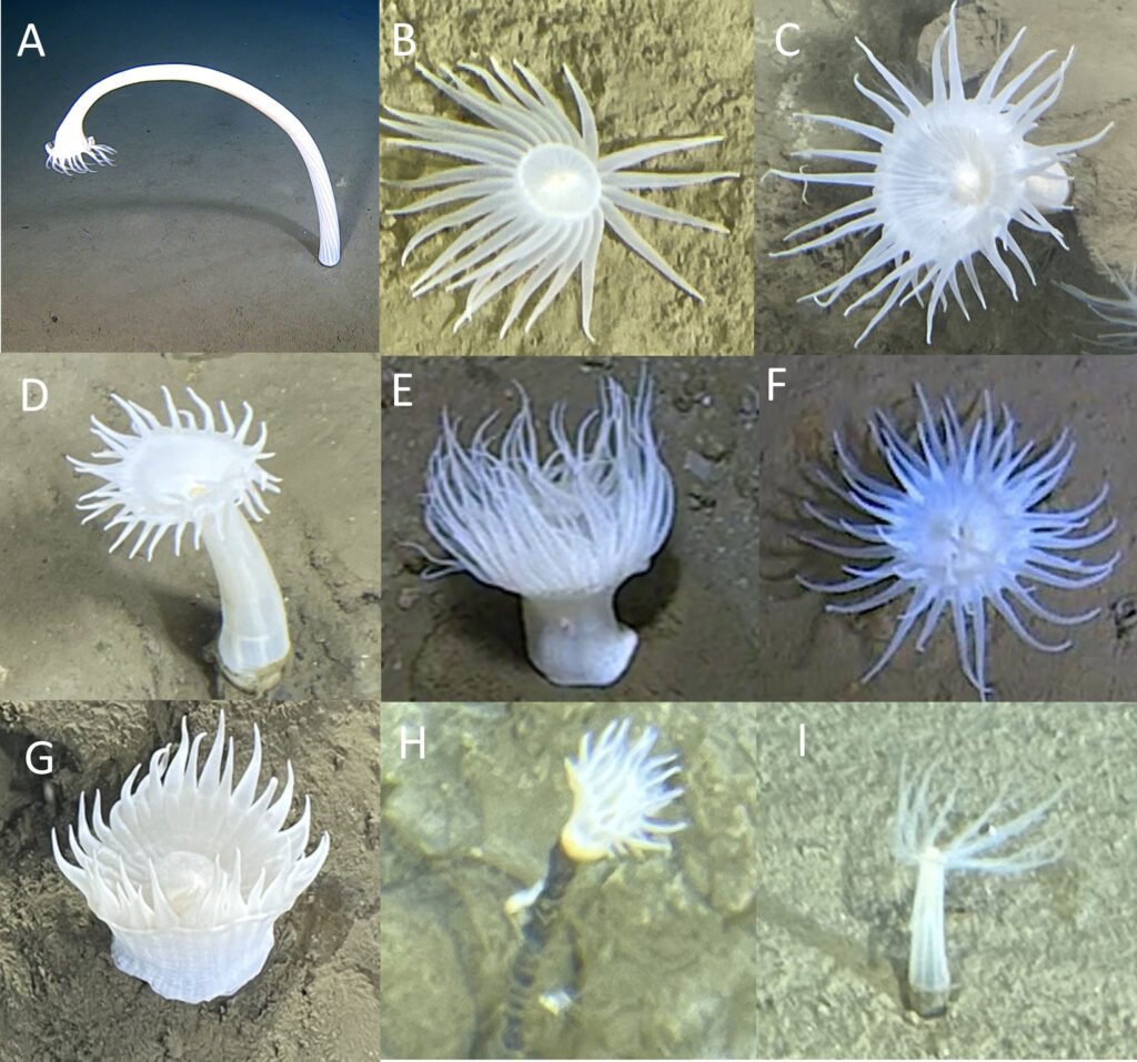 A ghostly white organism filmed at 29,977ft in the Ryukyu Trench can't be classified into any known animal group