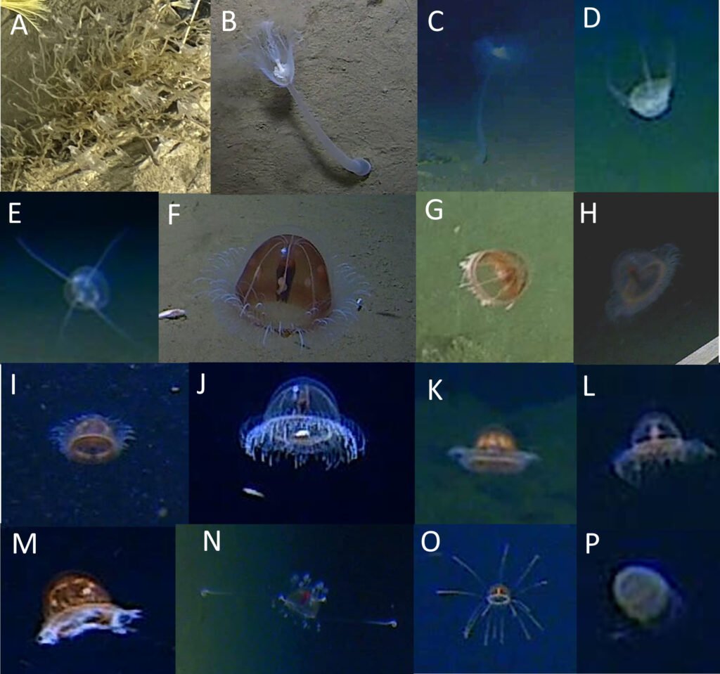 A ghostly white organism filmed at 29,977ft in the Ryukyu Trench can't be classified into any known animal group