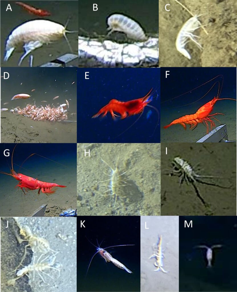A ghostly white organism filmed at 29,977ft in the Ryukyu Trench can't be classified into any known animal group