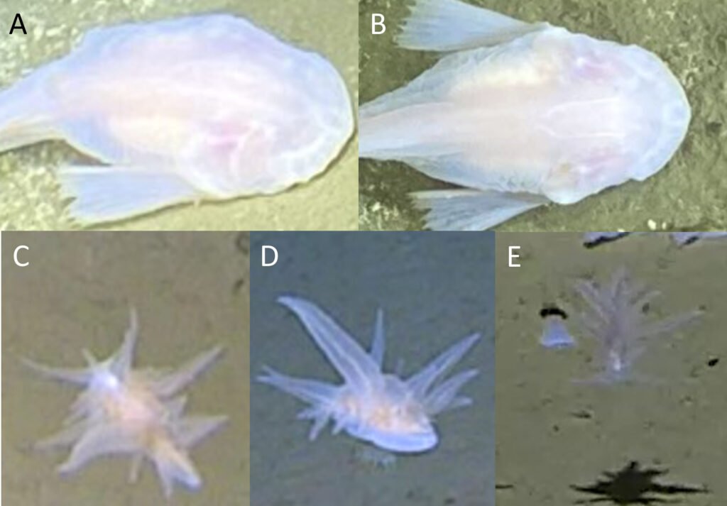 A ghostly white organism filmed at 29,977ft in the Ryukyu Trench can't be classified into any known animal group