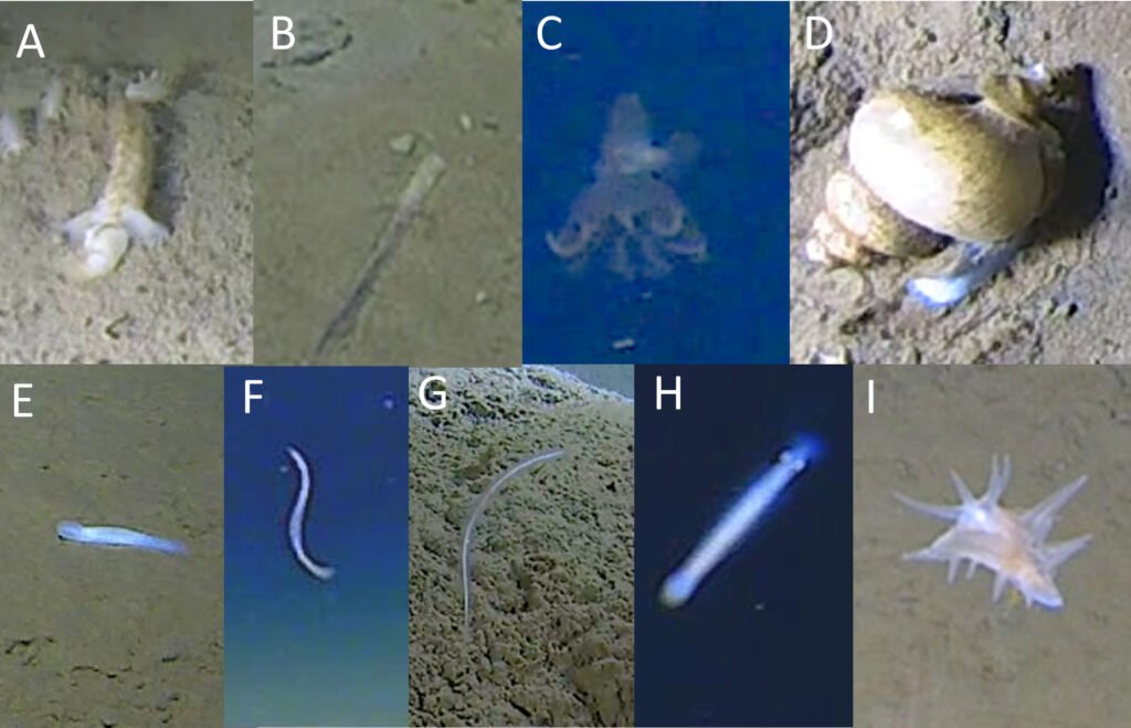 A ghostly white organism filmed at 29,977ft in the Ryukyu Trench can't be classified into any known animal group