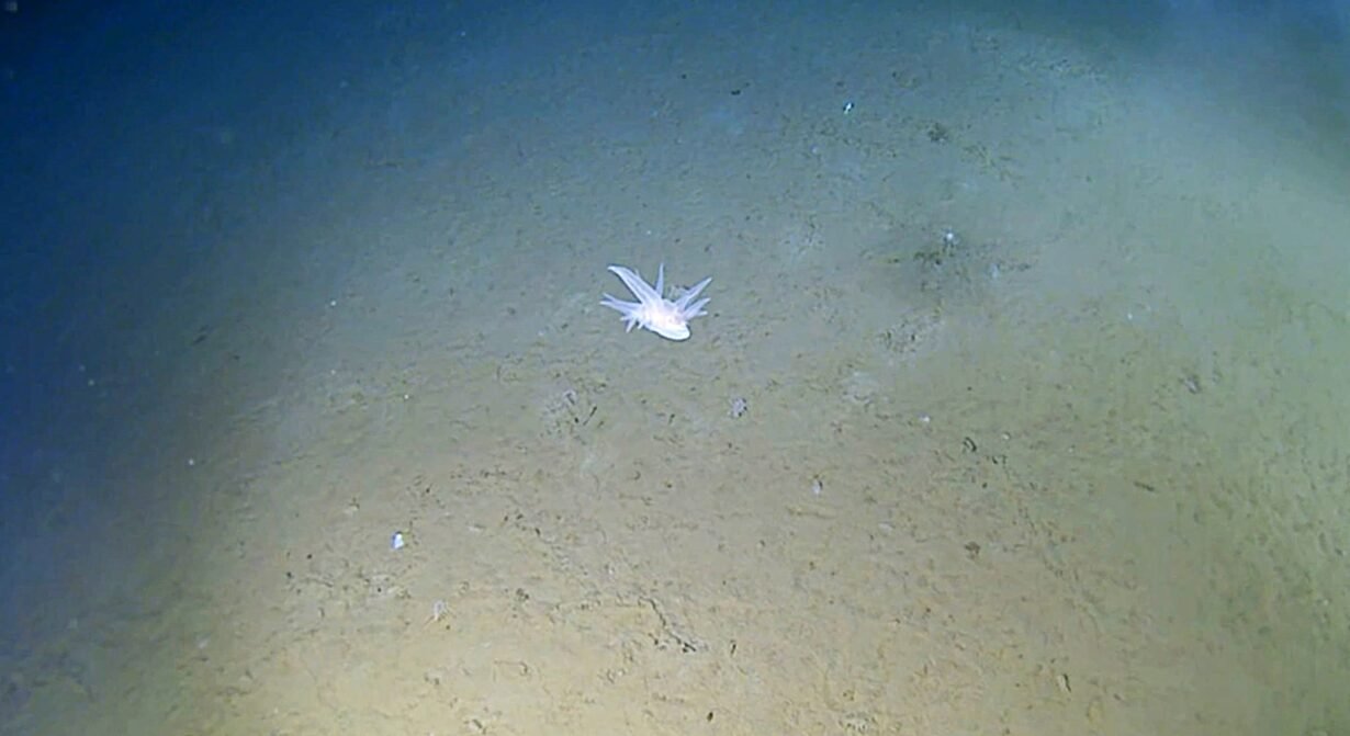 A ghostly white organism filmed at 29,977ft in the Ryukyu Trench can't be classified into any known animal group