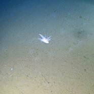 A ghostly white organism filmed at 29,977ft in the Ryukyu Trench can't be classified into any known animal group