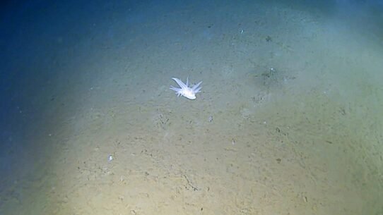 A ghostly white organism filmed at 29,977ft in the Ryukyu Trench can't be classified into any known animal group